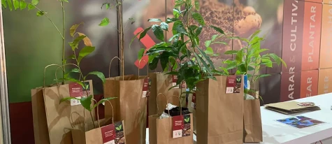 Baldan distribui mudas de árvores centenárias para clientes e visitantes